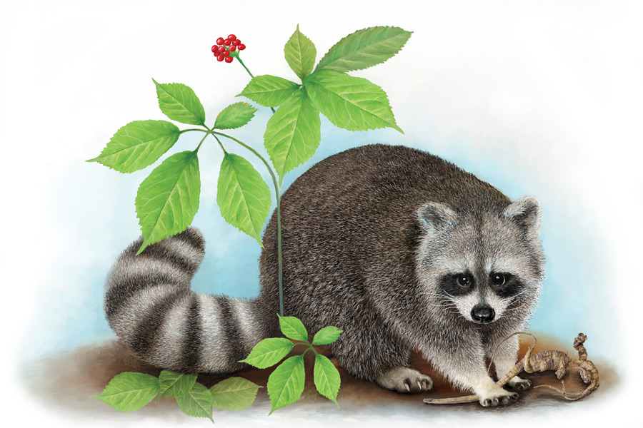 Coffman's Raccoon Artwork