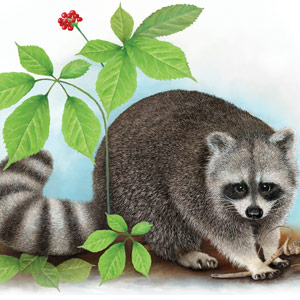 Coffman's Metals Raccoon Illustration Coffman's Metals Raccoon Illustration